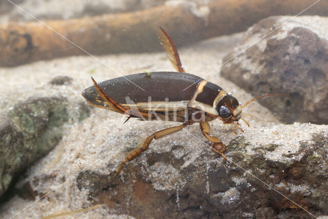 Great Diving Beetle (Dytiscus marginalis)