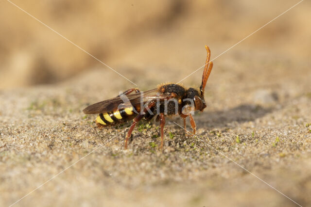 Roodharige wespbij (Nomada lathburiana)