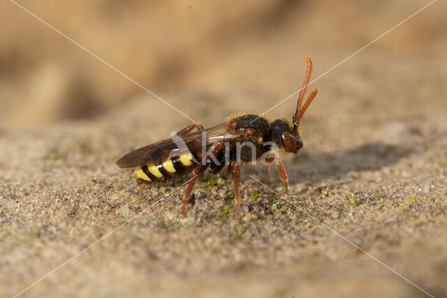 Roodharige wespbij (Nomada lathburiana)