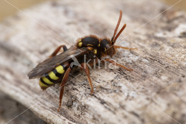 Roodharige wespbij (Nomada lathburiana)