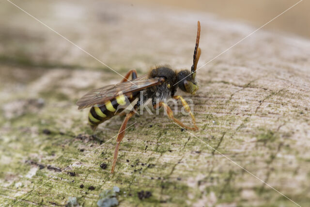 Roodharige wespbij (Nomada lathburiana)