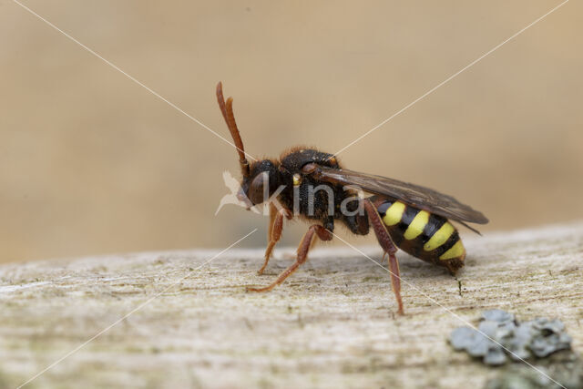 Roodharige wespbij (Nomada lathburiana)