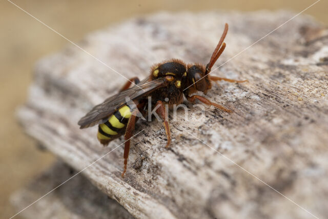 Cuckoo bee (Nomada lathburiana)