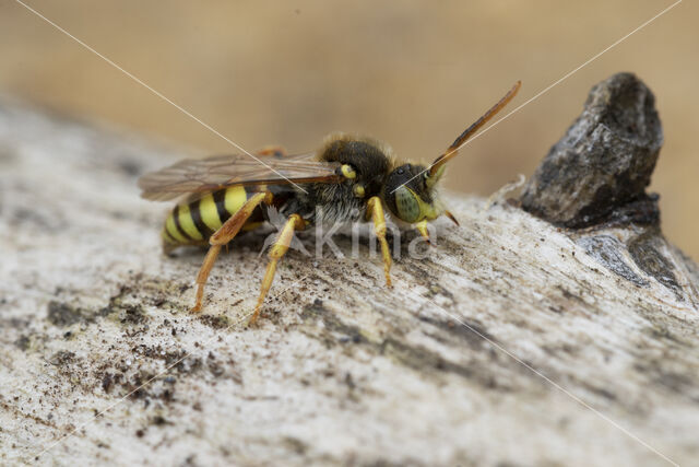 Cuckoo bee (Nomada lathburiana)