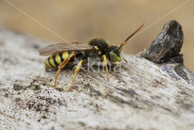 Roodharige wespbij (Nomada lathburiana)