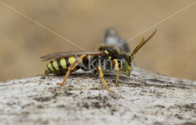 Cuckoo bee (Nomada lathburiana)