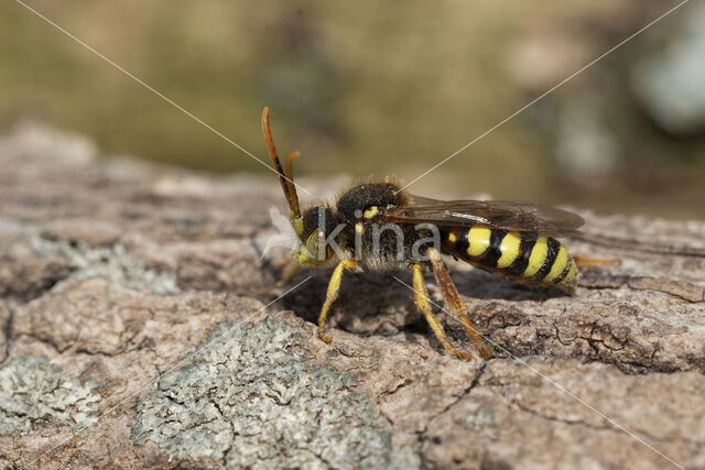 Roodharige wespbij (Nomada lathburiana)