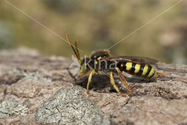 Cuckoo bee (Nomada lathburiana)