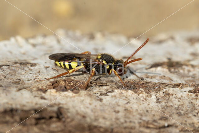 Roodsprietwespbij (Nomada fulvicornis)