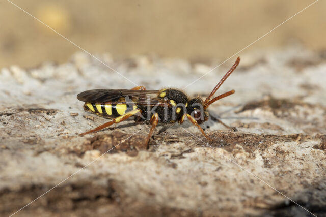 Roodsprietwespbij (Nomada fulvicornis)