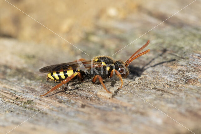 Roodsprietwespbij (Nomada fulvicornis)