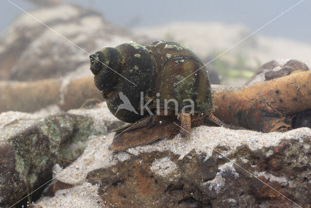 Lister\'s River Snail (Viviparus contectus)