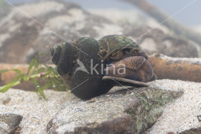 Lister\'s River Snail (Viviparus contectus)