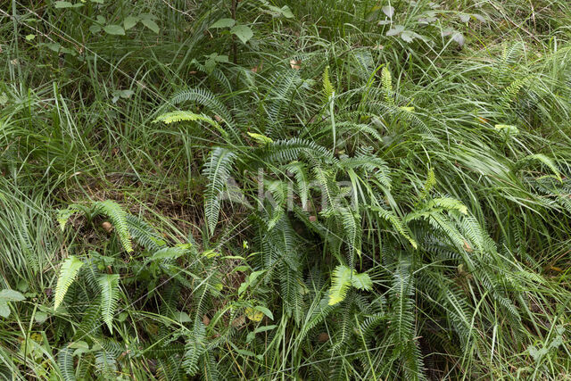 Dubbelloof (Blechnum spicant)