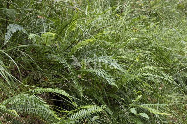 Hard Fern (Blechnum spicant)