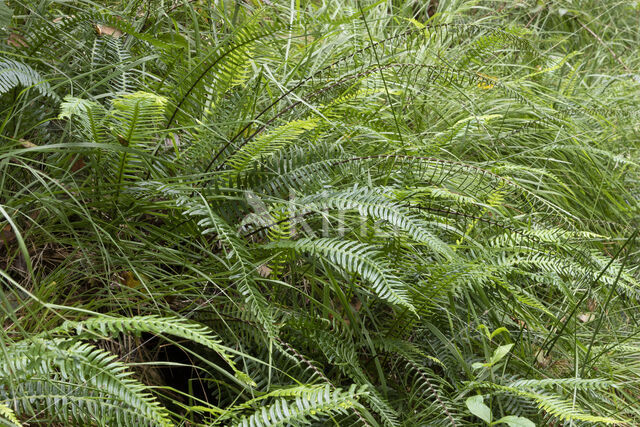 Dubbelloof (Blechnum spicant)