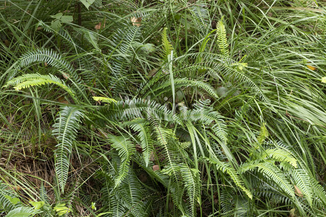 Dubbelloof (Blechnum spicant)