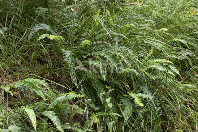 Dubbelloof (Blechnum spicant)