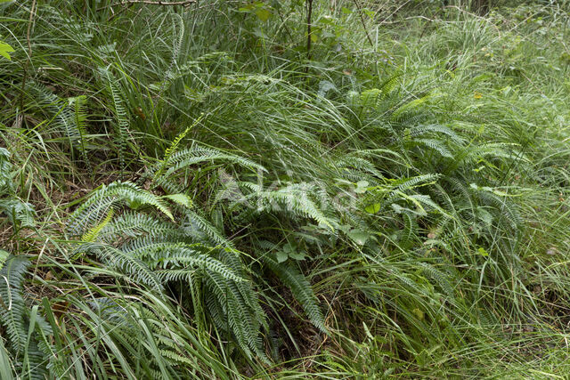 Dubbelloof (Blechnum spicant)