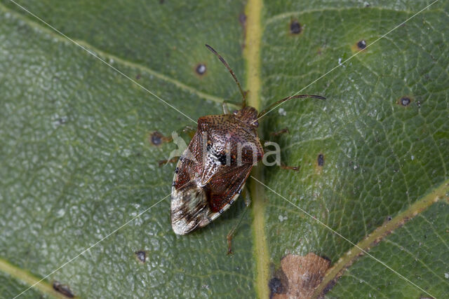 gewone kielwants (elasmucha grisea)