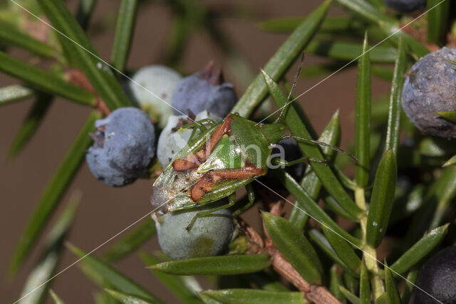 cyphostethus tristriatus