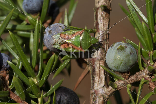 Jeneverbeskielwants (cyphostethus tristriatus)
