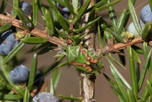 Jeneverbeskielwants (cyphostethus tristriatus)