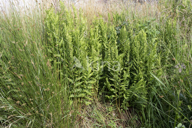 Kamvaren (Dryopteris cristata)