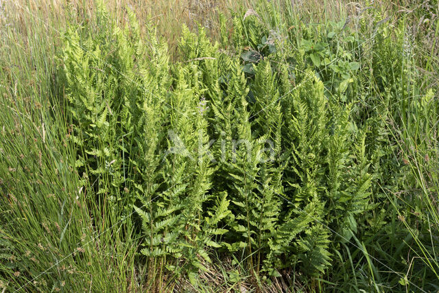 Kamvaren (Dryopteris cristata)