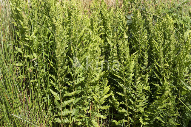 Kamvaren (Dryopteris cristata)