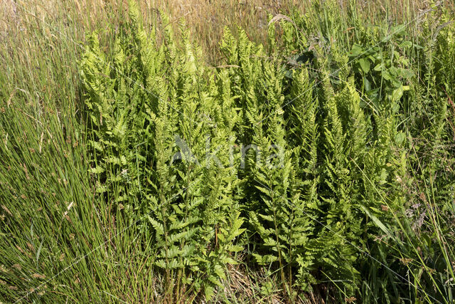 Kamvaren (Dryopteris cristata)