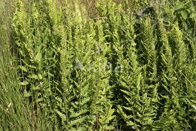 Crested Buckler-fern (Dryopteris cristata)