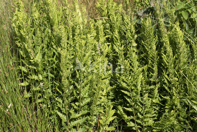 Kamvaren (Dryopteris cristata)