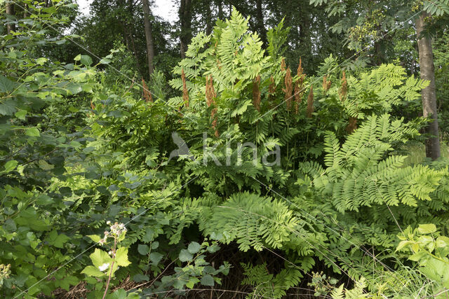 Royal Fern (Osmunda regalis)