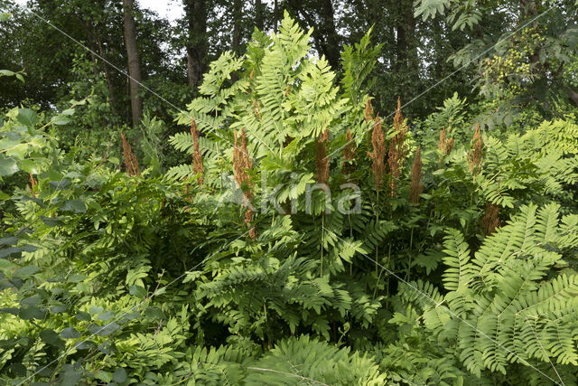 Royal Fern (Osmunda regalis)