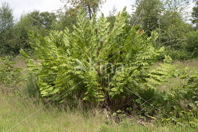 Koningsvaren (Osmunda regalis)