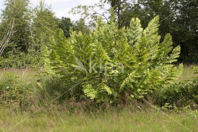 Royal Fern (Osmunda regalis)