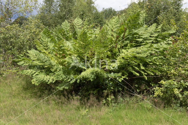 Koningsvaren (Osmunda regalis)