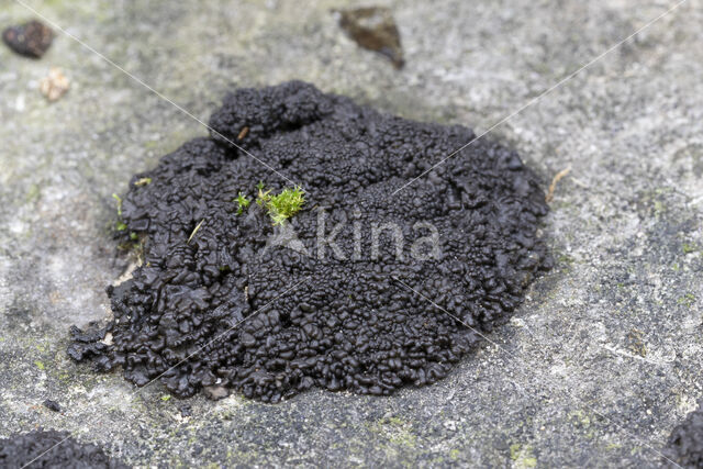 Muurzwelmos (Leptogium turgidum)