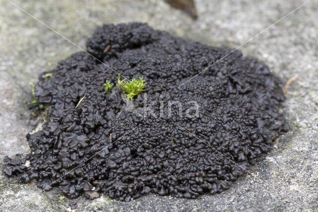 Muurzwelmos (Leptogium turgidum)