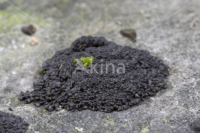 Leptogium turgidum