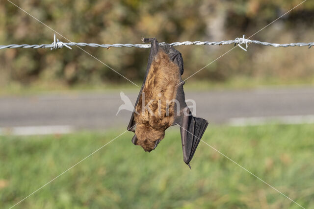 Noctule Bat (Nyctalus noctula)