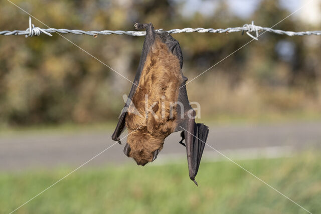 Noctule Bat (Nyctalus noctula)