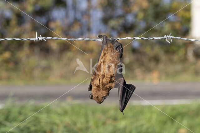 Rosse vleermuis (Nyctalus noctula)