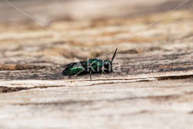 goudwesp (trichrysis cyanea)