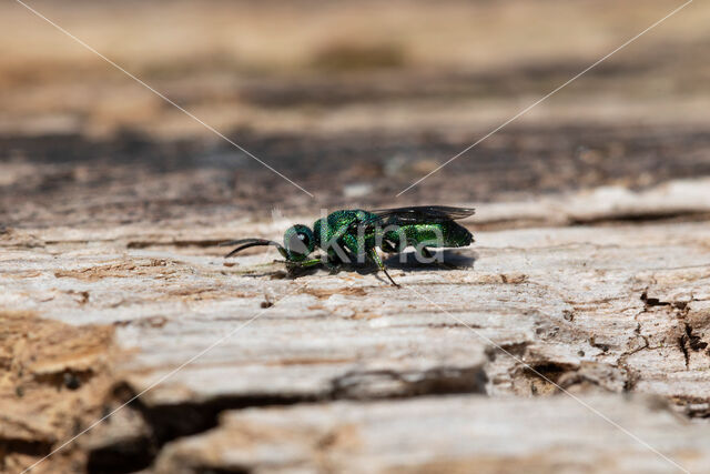 goudwesp (trichrysis cyanea)