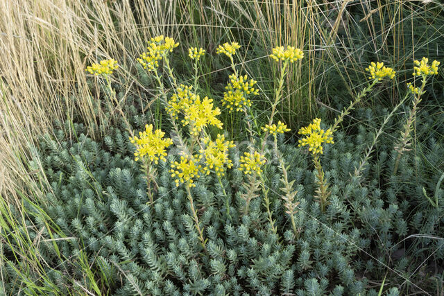 Tripmadam (Sedum reflexum)