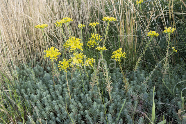 Reflexed Stonecrop (Sedum reflexum)