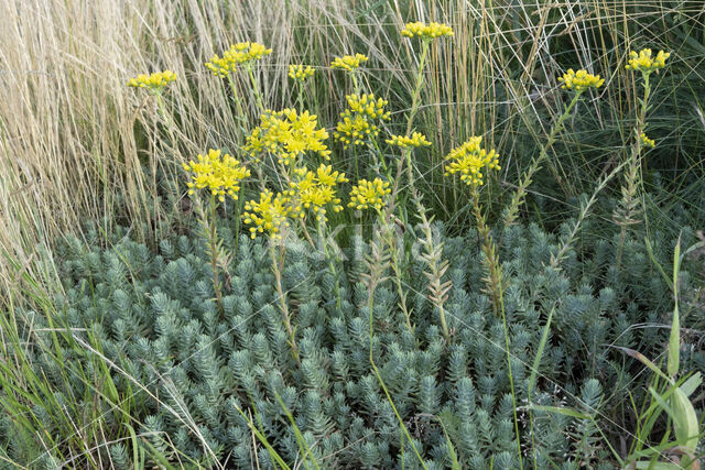 Reflexed Stonecrop (Sedum reflexum)