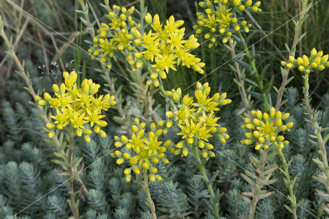 Reflexed Stonecrop (Sedum reflexum)